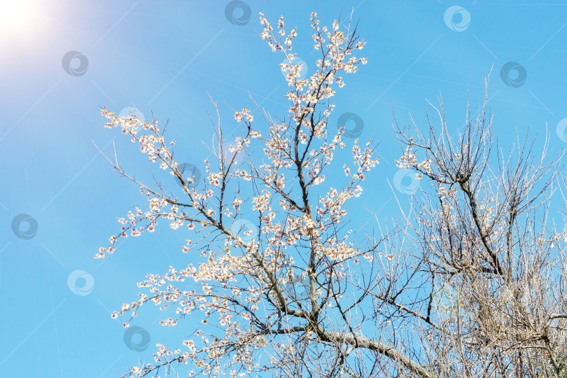 Скачать Белые цветы, распускающиеся на абрикосовом дереве весной. Начало весны. Избирательный фокус фотосток Ozero