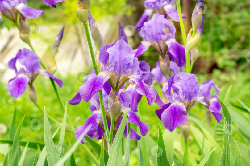 Скачать Пурпурные цветы ириса. Крупный план цветка ириса на размытом зеленом естественном фоне фотосток Ozero