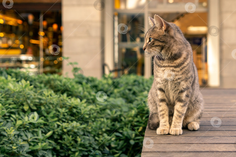 Скачать кошка в городской среде фотосток Ozero