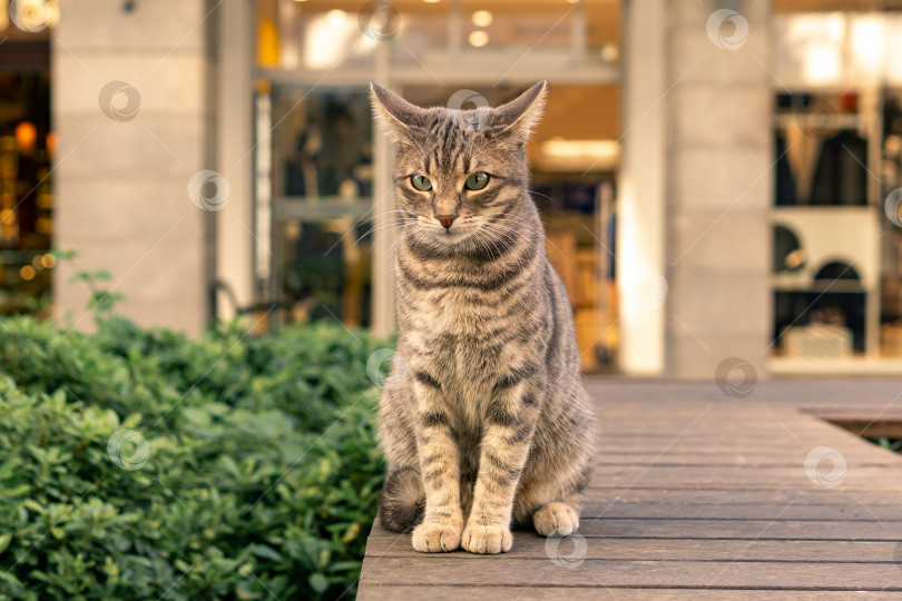 Скачать кошка в городской среде фотосток Ozero