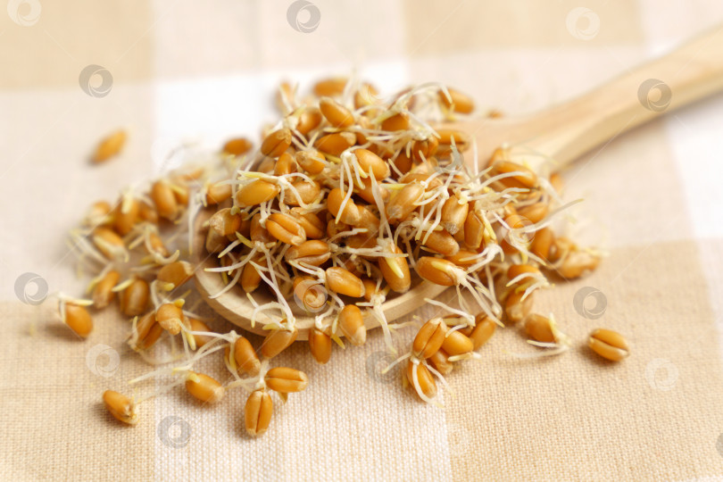 Скачать Пророщенные зерна пшеницы крупным планом. Концепция здорового питания. Избирательный фокус фотосток Ozero