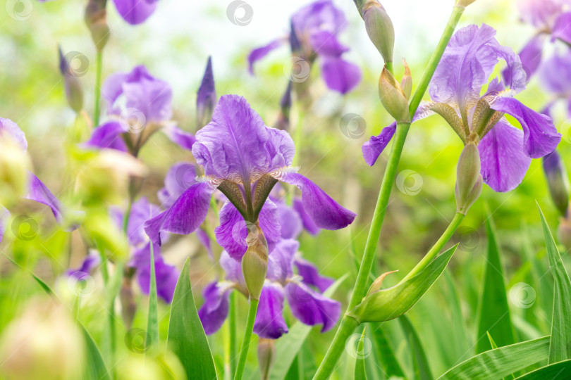 Скачать Пурпурные цветы ириса. Крупный план цветка ириса на размытом зеленом естественном фоне. Избирательный фокус фотосток Ozero