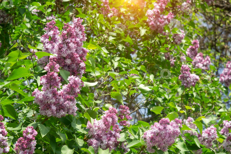 Скачать Растения сирени крупным планом на размытом фоне. Букет из фиолетовых цветов. Начало весны фотосток Ozero