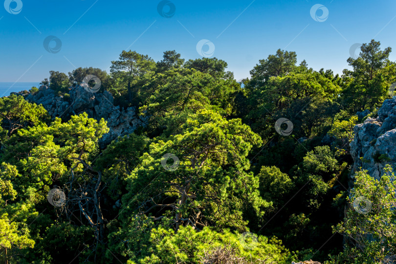 Скачать тропический пейзаж с лесом среди прибрежных скал и морем вдалеке фотосток Ozero