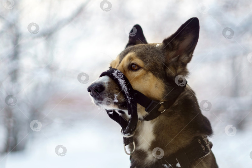 Скачать Собака, сидящая по команде на открытом воздухе на фоне заснеженного зимнего пейзажа. Избирательный фокус фотосток Ozero