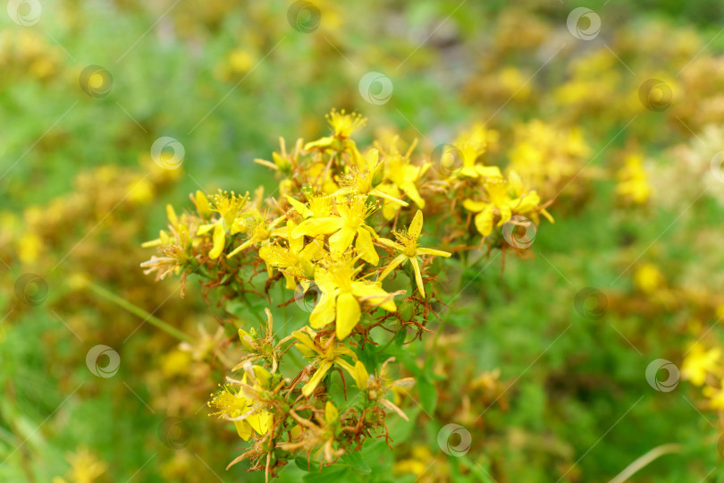 Скачать Зверобой продырявленный Hypericum perforatum на лугу солнечным утром. Избирательный фокус фотосток Ozero