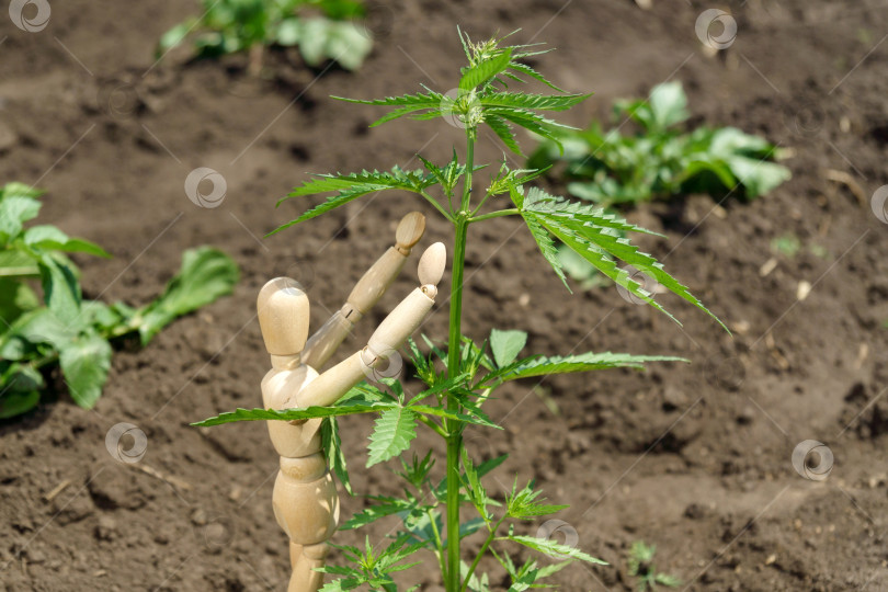 Скачать Сбор урожая конопли деревянным манекеном. Выращивание органической фоновой травы каннабиса на ферме. Избирательный фокус фотосток Ozero