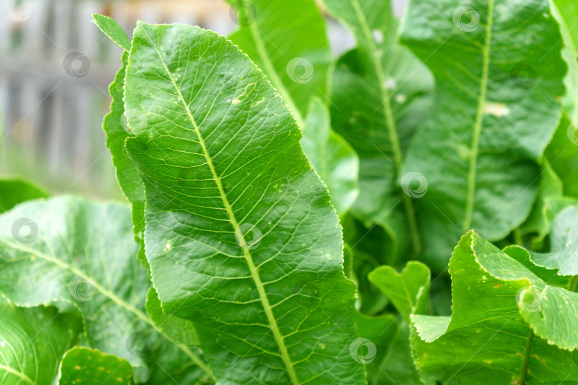 Скачать Хрен Armoracia rusticana, син. Cochlearia armoracia - многолетнее растение семейства Brassicaceae. Избирательный фокус фотосток Ozero