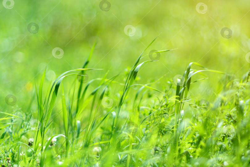 Скачать Свежая зеленая трава, яркий рассвет в солнечный день. Мягкий фокус, боке и размытие. Естественный летний фон фотосток Ozero