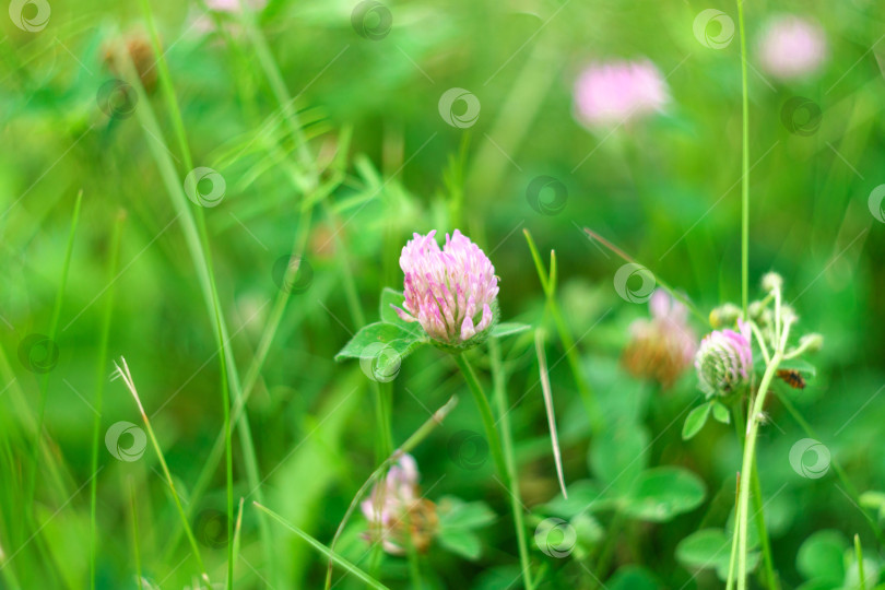 Скачать Trifolium pratense, красный клевер, - травянистый вид цветковых растений семейства бобовых, селективный фокус. фотосток Ozero