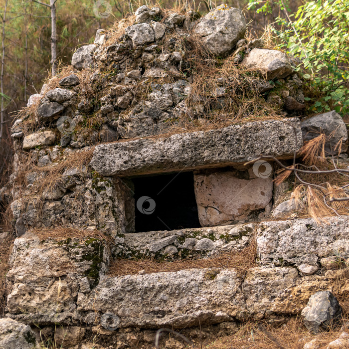 Скачать руины античной гробницы, заросшие лесом фотосток Ozero
