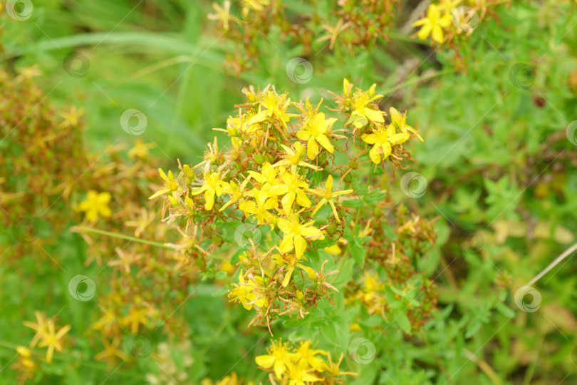 Скачать Цветы зверобоя продырявленного Hypericum perforatum или зверобой луговой, избирательный фокус фотосток Ozero