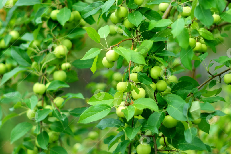 Скачать Яблоня. Ветка спелых зеленых яблок на дереве в саду. Осенний сад, готовый к сбору урожая фотосток Ozero