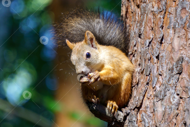 Скачать Портрет белки sciurus carolinensis, сидящей на ветке и поедающей орех. Избирательный фокус фотосток Ozero