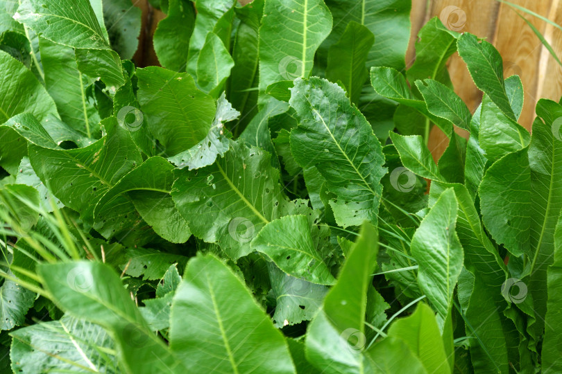 Скачать Хрен Armoracia rusticana, син. Cochlearia armoracia - многолетнее растение семейства Brassicaceae. Избирательный фокус фотосток Ozero