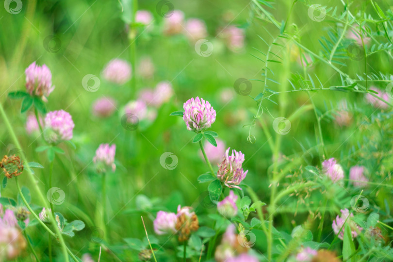 Скачать Trifolium pratense, красный клевер, - травянистый вид цветковых растений семейства бобовых, селективный фокус. фотосток Ozero