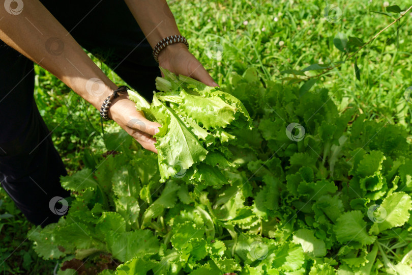 Скачать Руки фермера, собирающего листья салата. Листья салата готовы к приготовлению свежего летнего салата. Избирательный фокус фотосток Ozero