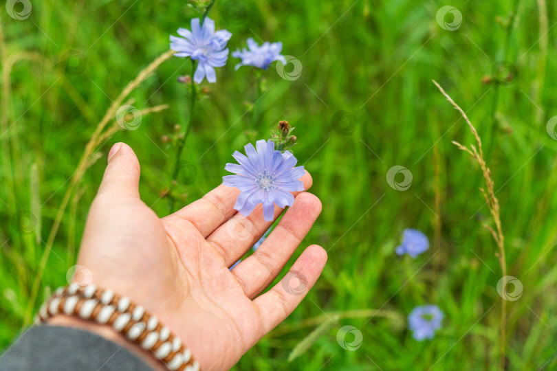 Скачать Голубой цветок цикория, цветущий на природе, цветочный фон с пространством для копирования фотосток Ozero