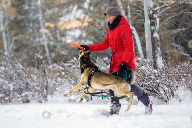 Скачать Девушка с молодой собакой на зимней прогулке. Дрессировка домашних животных. Избирательный фокус фотосток Ozero