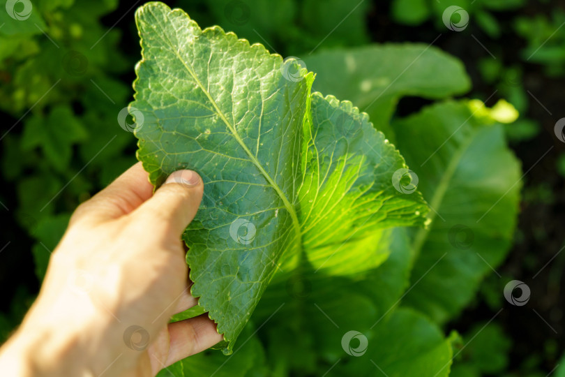 Скачать Лист растения хрен, многолетнего овощного растения, растущего на огороде в солнечный летний день. фотосток Ozero