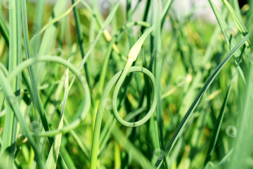 Скачать Зеленый чеснок на грядке в сельской местности летом в сухую солнечную погоду. Избирательный фокус фотосток Ozero