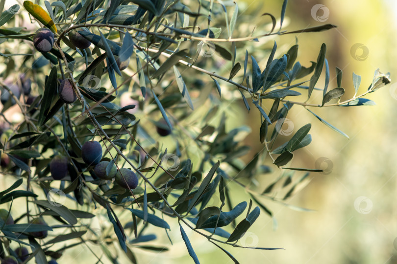 Скачать оливковая ветвь со созревающими плодами крупным планом фотосток Ozero
