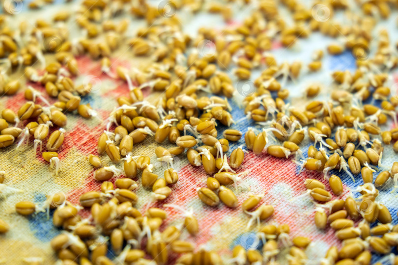 Скачать Происхождение зародышей пшеницы, здоровая пища. Текстурный фон. Избирательный фокус фотосток Ozero