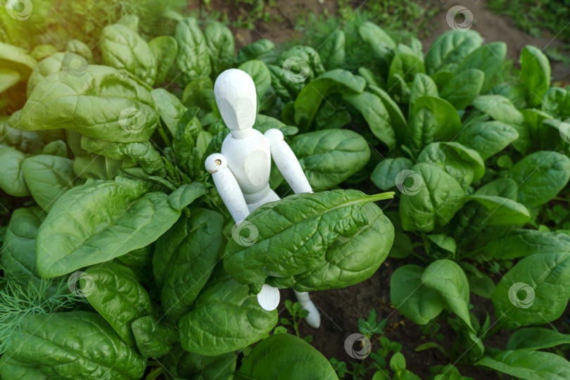 Скачать Зеленый шпинат, растущий в саду на овощной ферме. Здоровая пища на вашем собственном огороде. Избирательный фокус фотосток Ozero