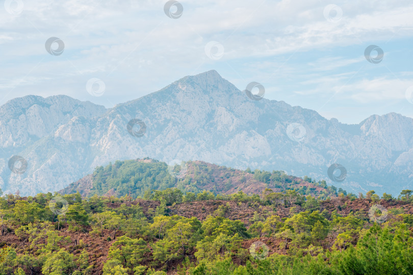 Скачать вид на гору Тахтали (Ликийский Олимп) в Турции, пейзаж средиземноморского кустарника маки на переднем плане фотосток Ozero