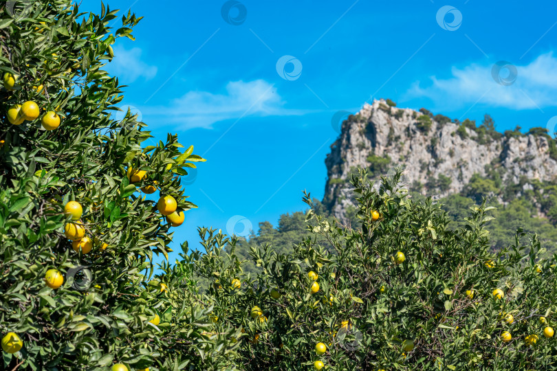 Скачать апельсиновая плантация в тропическом горном районе фотосток Ozero