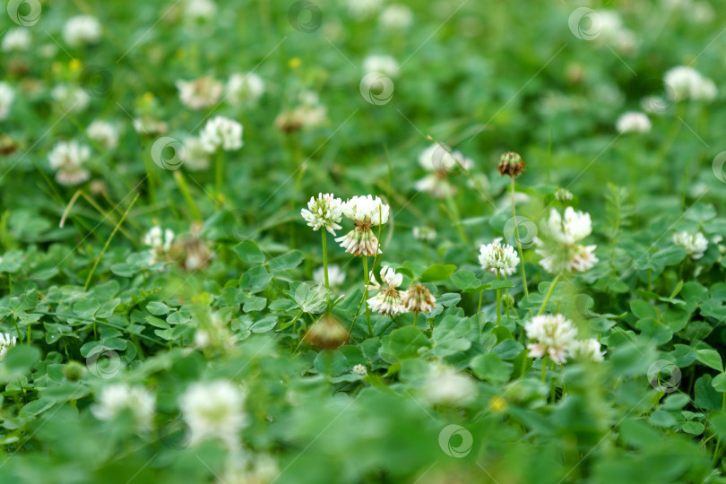 Скачать Trifolium pratense - растение из семейства бобовых Fabaceae. Цветки мелкие, белого металла с зеленоватыми чашелистиками. Избирательный фокус фотосток Ozero