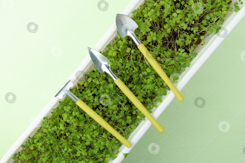 Скачать Фон для выращивания микрозеленых растений с ростками микрозеленых растений. Вид сверху. Плоская поверхность фотосток Ozero
