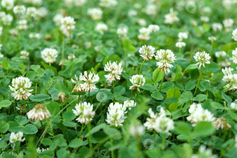 Скачать Цветки белого клевера трехлистного (Trifolium repens).Растение съедобное, лекарственное. Выращивается как кормовое растение. Избирательный фокус фотосток Ozero