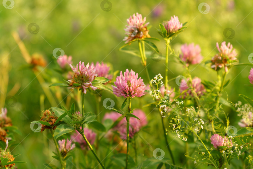 Скачать Соцветие красного клевера или Trifolium pratense крупным планом. Пурпурный луговой трилистник. Избирательный фокус фотосток Ozero