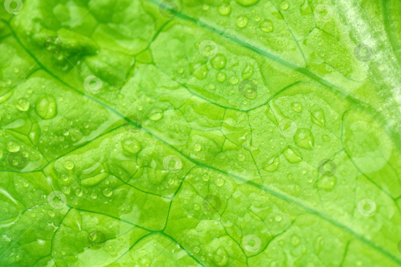 Скачать Листья салата с каплями утренней росы. Избирательный фокус. концепция натуральных продуктов. фотосток Ozero