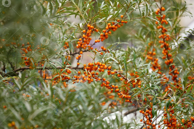 Скачать Спелые ягоды облепихи Hippophae rhamnoides. Употребление соков, компотов, вин, облепихового масла. Избирательный фокус фотосток Ozero