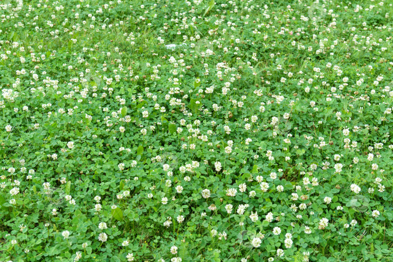 Скачать Цветки белого клевера трехлистного (Trifolium repens).Растение съедобное, лекарственное. Выращивается как кормовое растение. Избирательный фокус фотосток Ozero