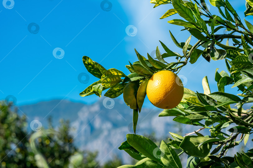 Скачать созревающий апельсиновый плод на ветке в фруктовом саду крупным планом фотосток Ozero