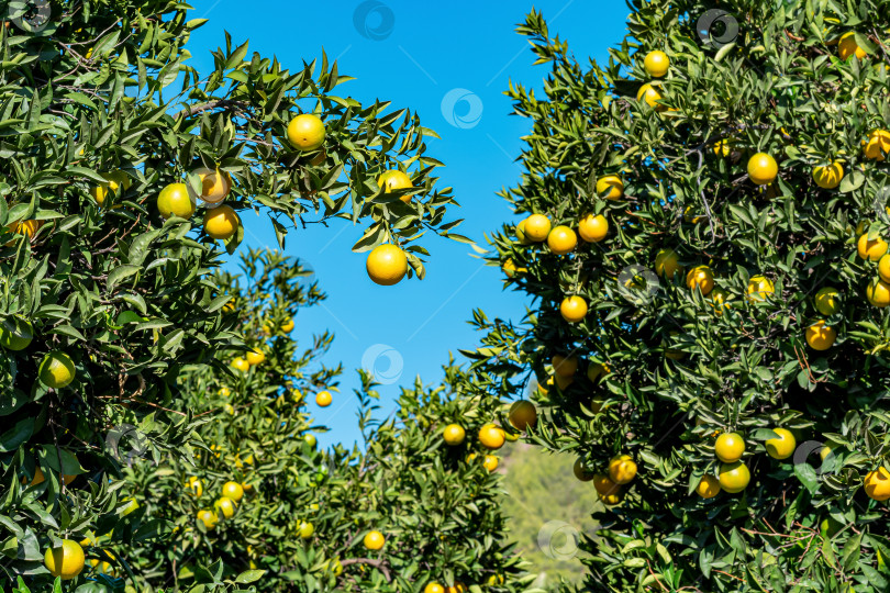 Скачать созревающие апельсины в фруктовом саду крупным планом фотосток Ozero