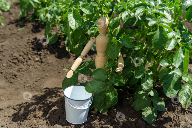 Скачать Зеленый органический картофель, растущий в саду на овощной ферме. Здоровая пища на вашем собственном огороде. фотосток Ozero