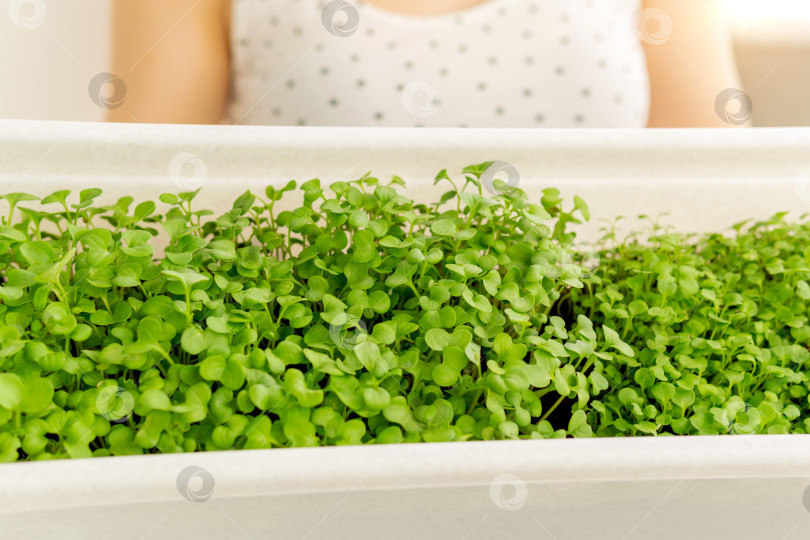 Скачать Огород на подоконнике, выращивание микрозелени в домашних условиях, селективный подход к озеленению. фотосток Ozero