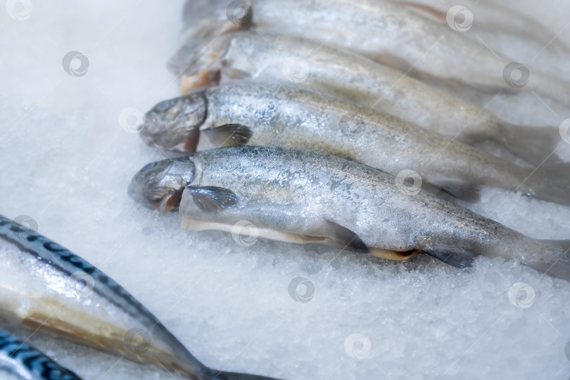 Скачать Рыба продается на витрине в магазине. Вкусные и полезные морепродукты в замороженном виде. Охлажденный пар фотосток Ozero