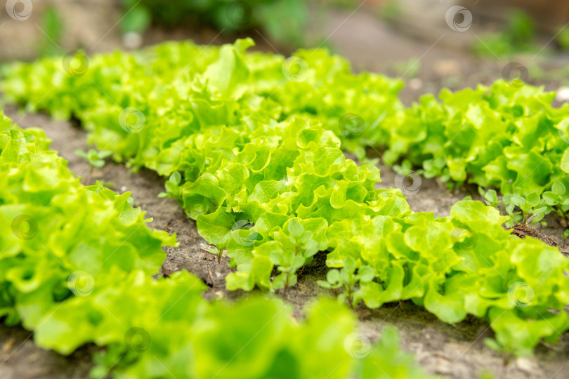 Скачать Зеленые листья Lactuca sativa крупным планом. Листовой салат-латук на грядке в саду фотосток Ozero