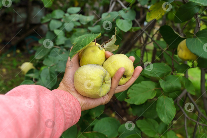 Скачать Айва растет на дереве в органическом саду. Концепция сбора урожая. Витамины, вегетарианство, фрукты. Яблоня фотосток Ozero