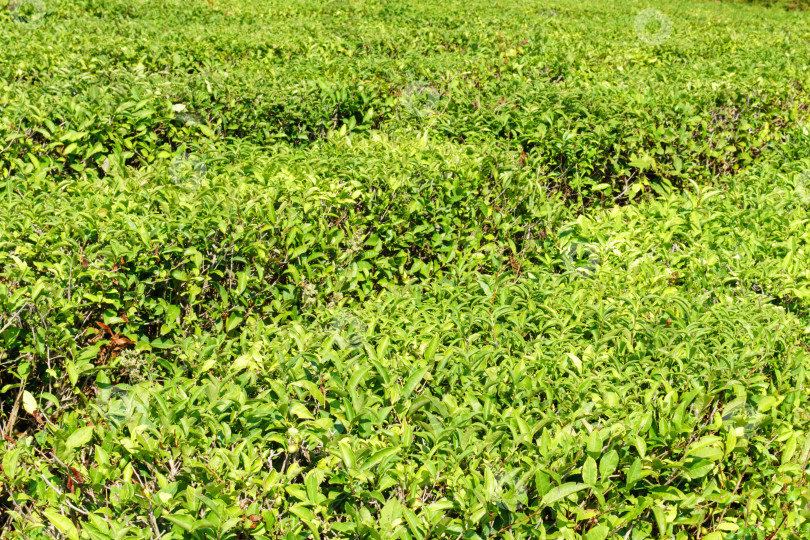 Скачать Зеленый чай из сухих и свежих листьев с солнечным светом, естественный фон чайной плантации. Избирательный фокус фотосток Ozero