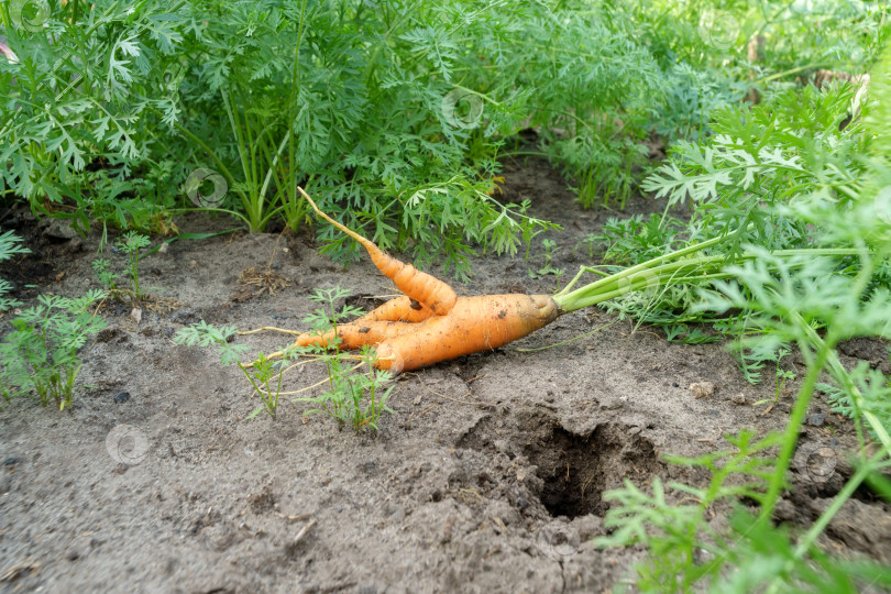 Скачать Морковь росла на огороде. Забавные, уродливые овощи. Избирательный фокус фотосток Ozero