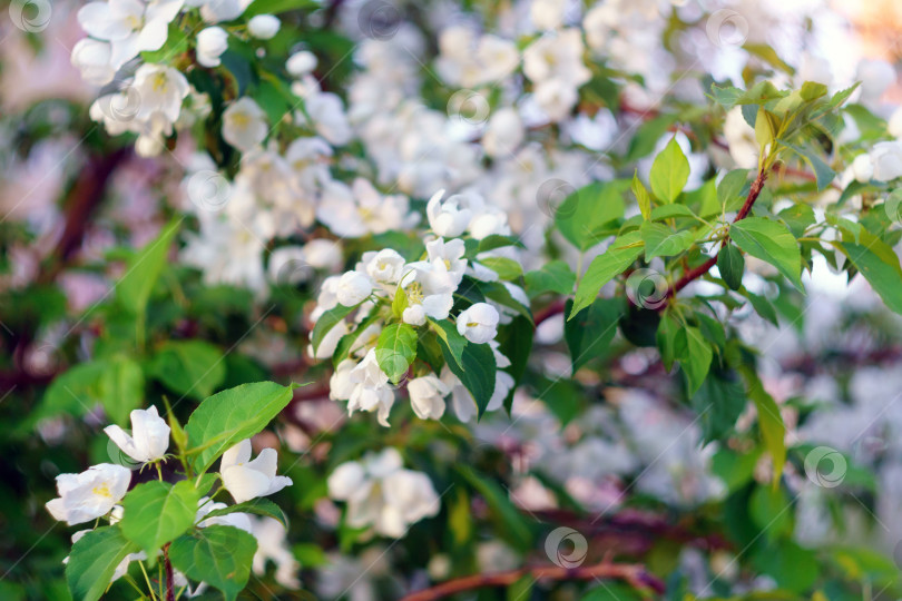 Скачать Ветка с белыми распускающимися цветами яблони на весеннем цветочном фоне. Обработка с мягким фокусом фотосток Ozero