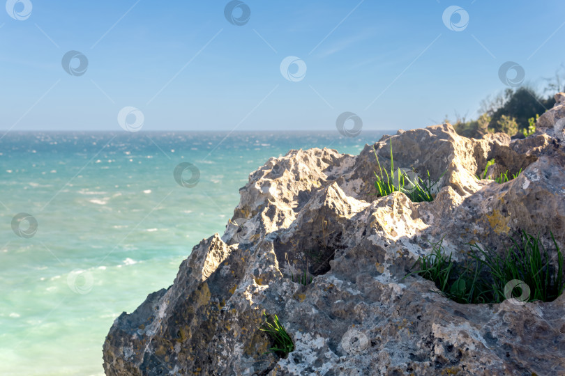 Скачать трава растет в трещинах камня на морском берегу фотосток Ozero