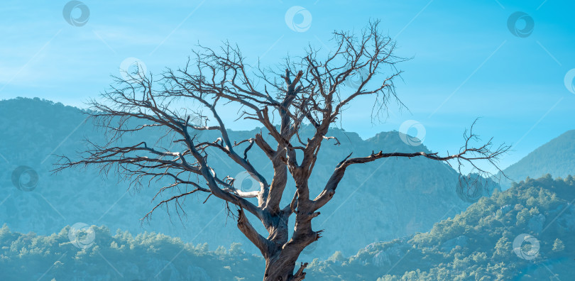 Скачать сухое дерево на фоне далеких лесистых гор и голубого неба фотосток Ozero