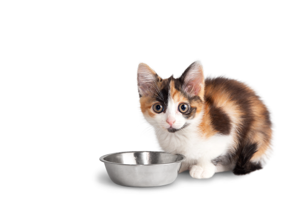 [object Object] undefined